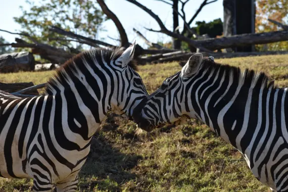 Sticky Wilds Casino Support